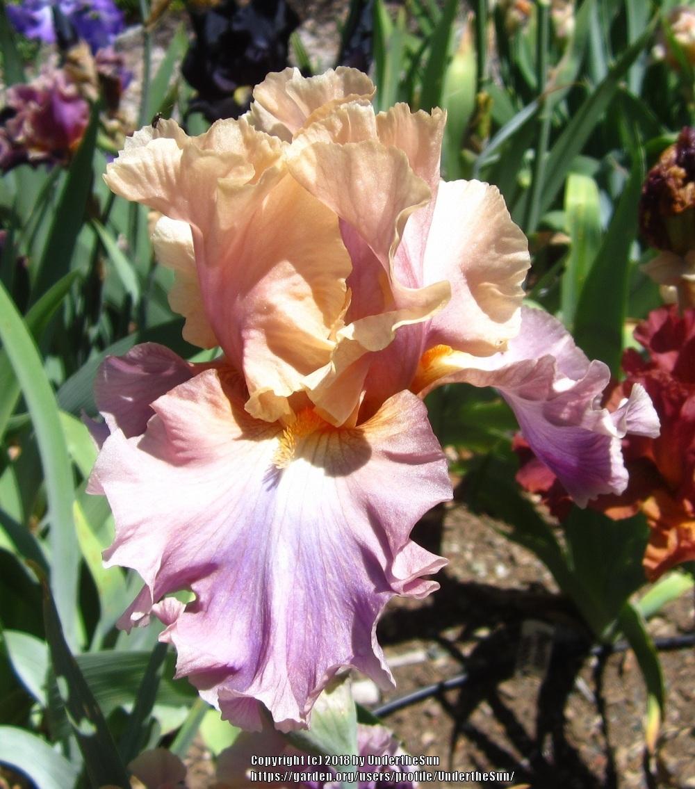 Photo of Tall Bearded Iris (Iris 'Chasing Rainbows') uploaded by UndertheSun