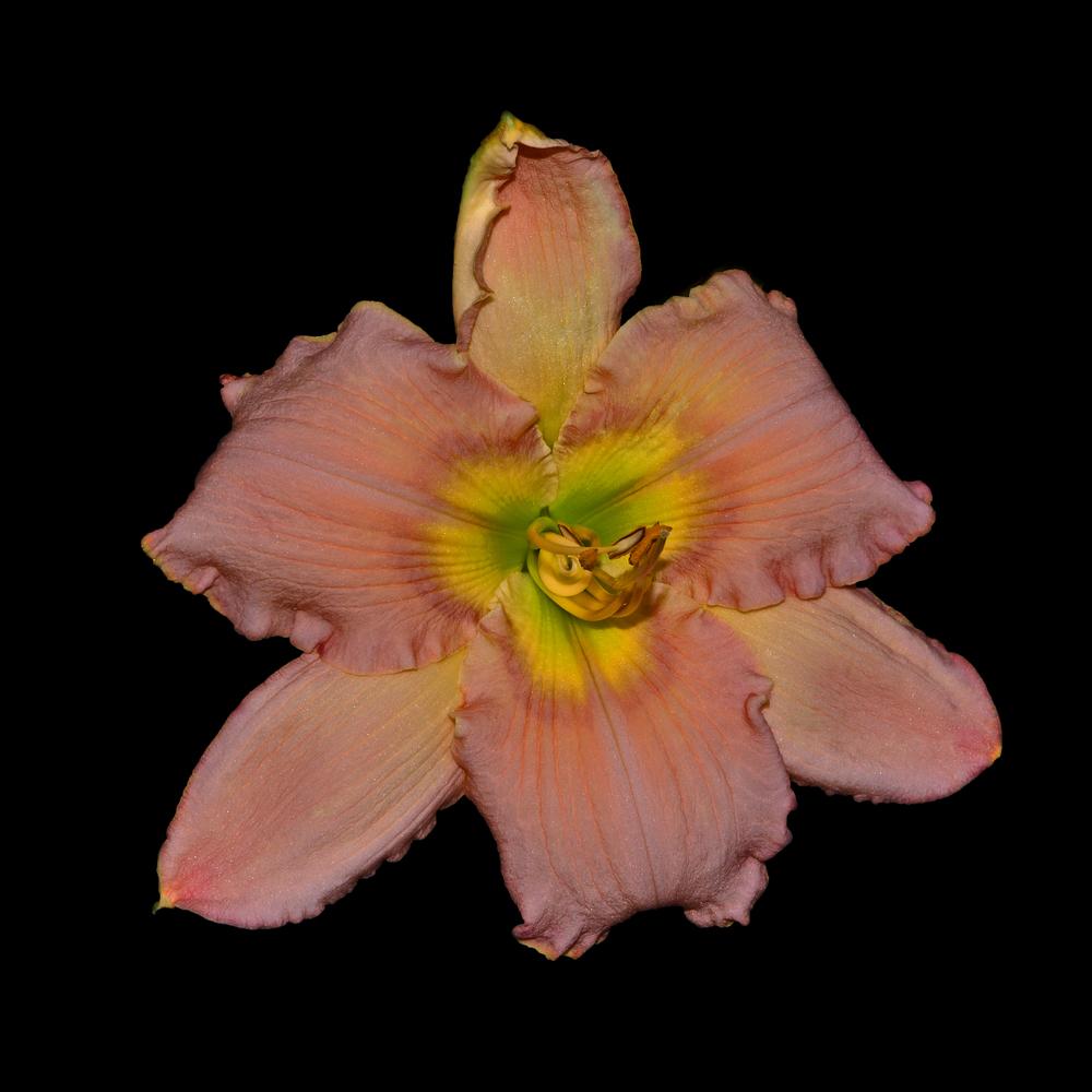Photo of Daylily (Hemerocallis 'Corinthian Pink') uploaded by dawiz1753