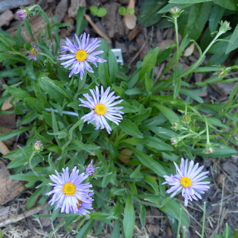Photo of Alpine Aster (Aster alpinus) uploaded by molanic