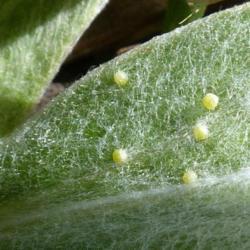 Location: IL
Date: 2016-04-18
Eggs of American Lady butterfly on leaves.
