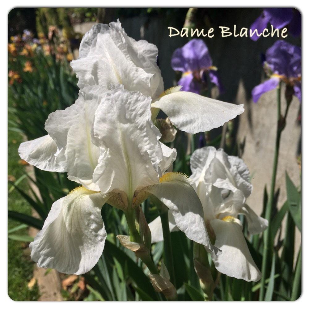 Photo of Tall Bearded Iris (Iris 'Dame Blanche') uploaded by mommamiajacquie