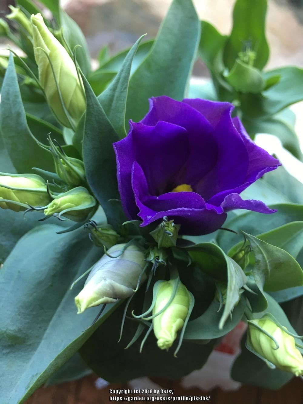 Photo of Texas Bluebell (Eustoma russellianum) uploaded by piksihk