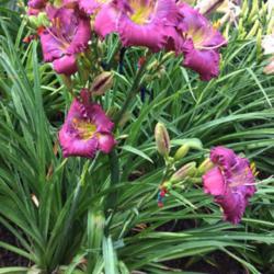 Location: My garden in Warrenville, SC
Date: 2018-06-05
Blooms on a fasciated scape