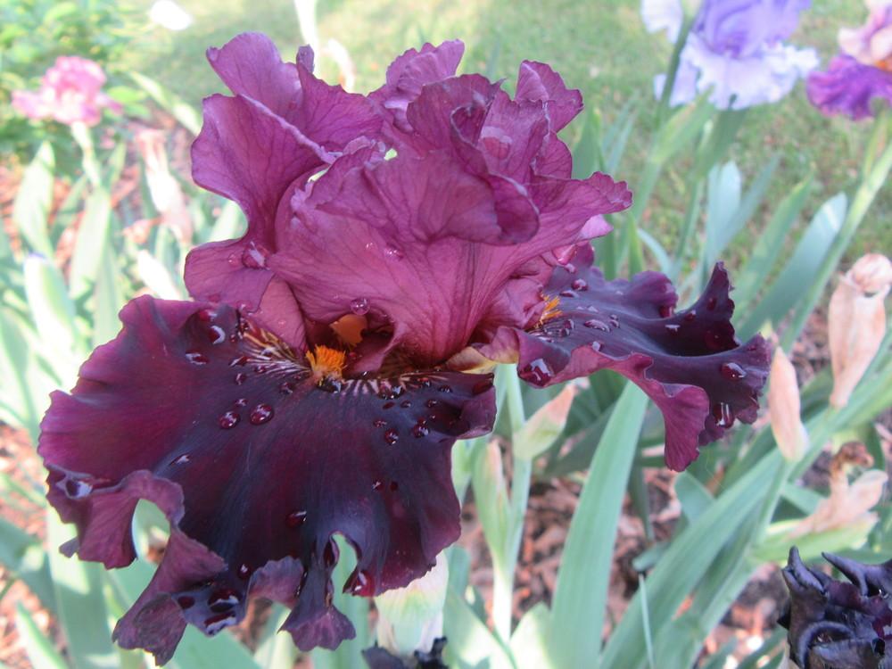 Photo of Tall Bearded Iris (Iris 'Buccaneer's Prize') uploaded by tveguy3