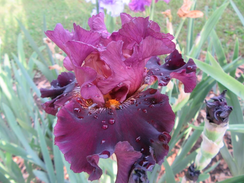 Photo of Tall Bearded Iris (Iris 'Buccaneer's Prize') uploaded by tveguy3