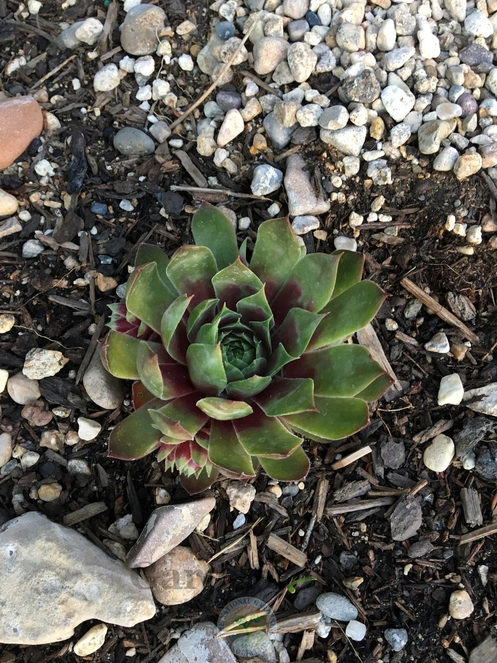 Photo of Hen and Chicks (Sempervivum 'Hopewell') uploaded by BlueOddish