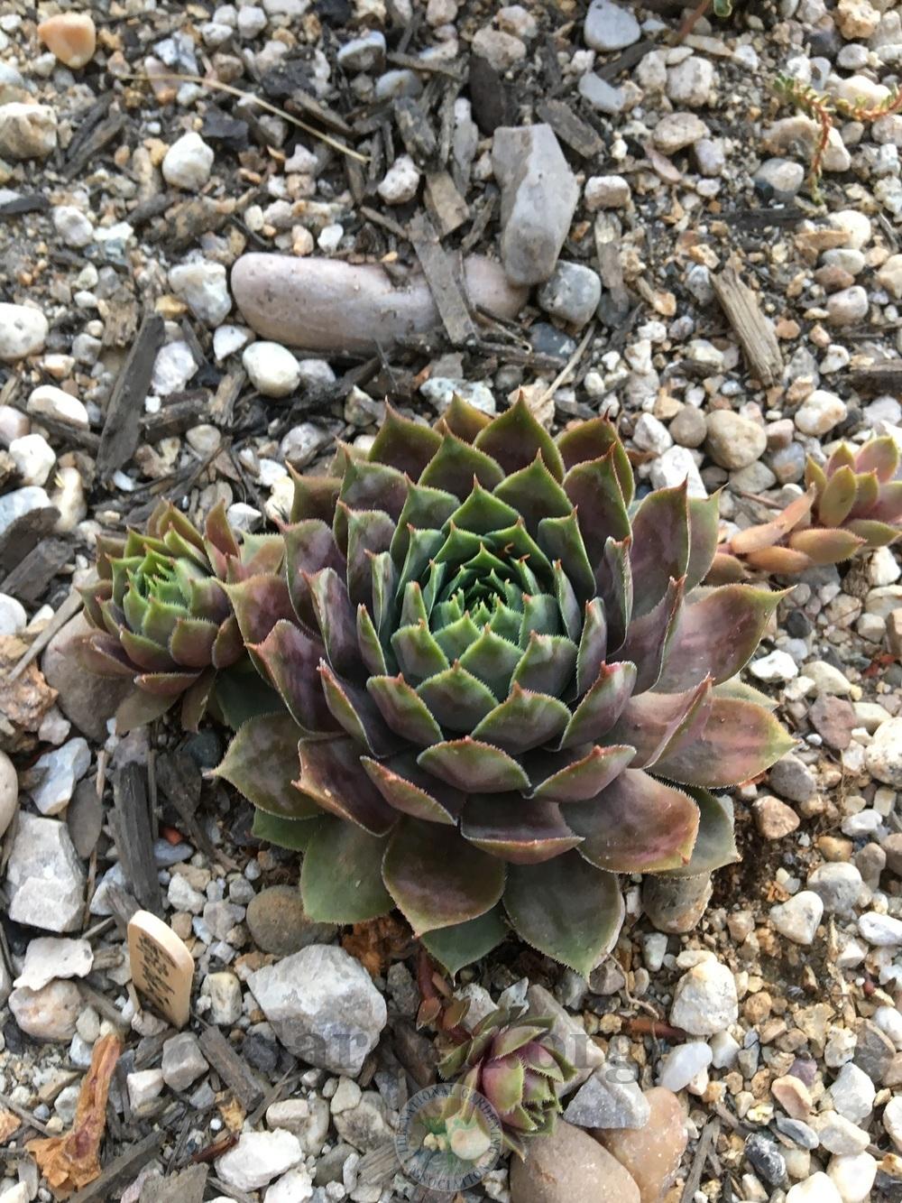 Photo of Hen and Chicks (Sempervivum 'Pacific Blue Ice') uploaded by BlueOddish