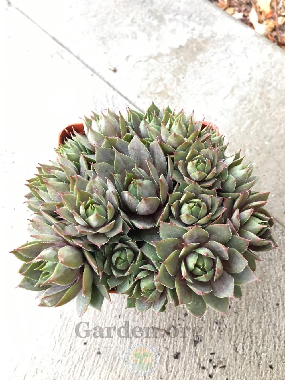 Photo of Hen and Chicks (Sempervivum 'Red Heart') uploaded by BlueOddish