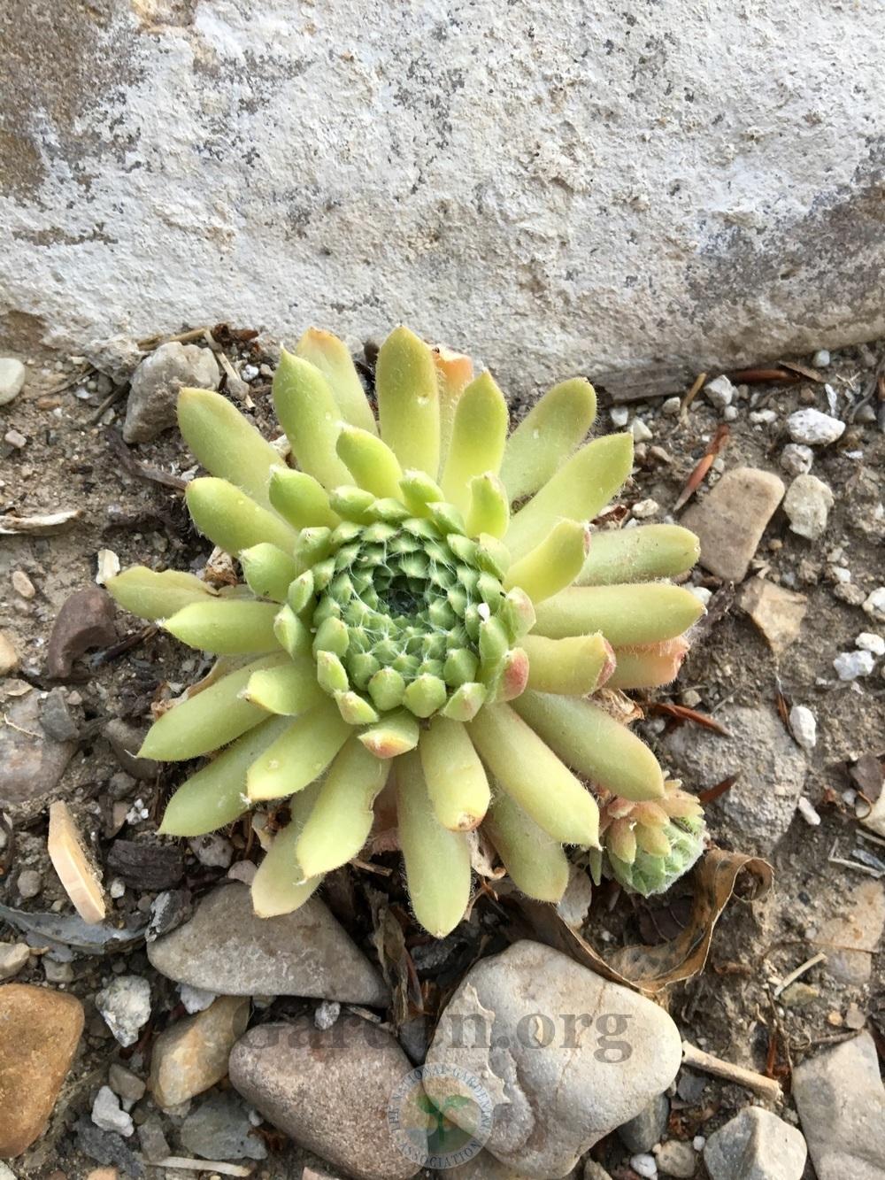 Photo of Hen and Chicks (Sempervivum 'Spring Beauty') uploaded by BlueOddish