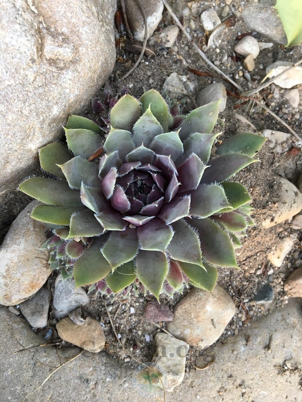 Photo of Hen and Chicks (Sempervivum 'Lavender and Old Lace') uploaded by BlueOddish
