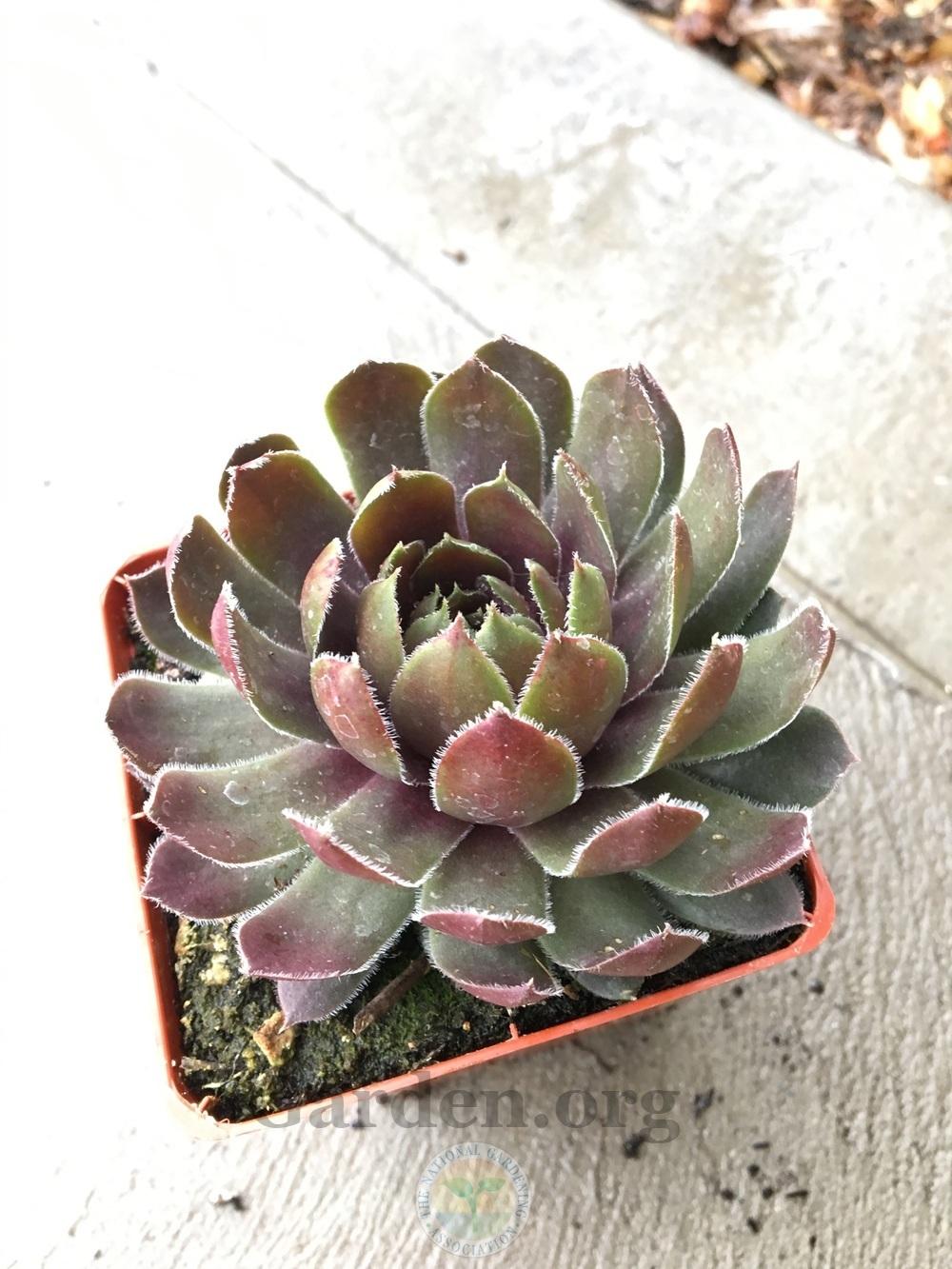 Photo of Hen and Chicks (Sempervivum 'Ruby Heart') uploaded by BlueOddish