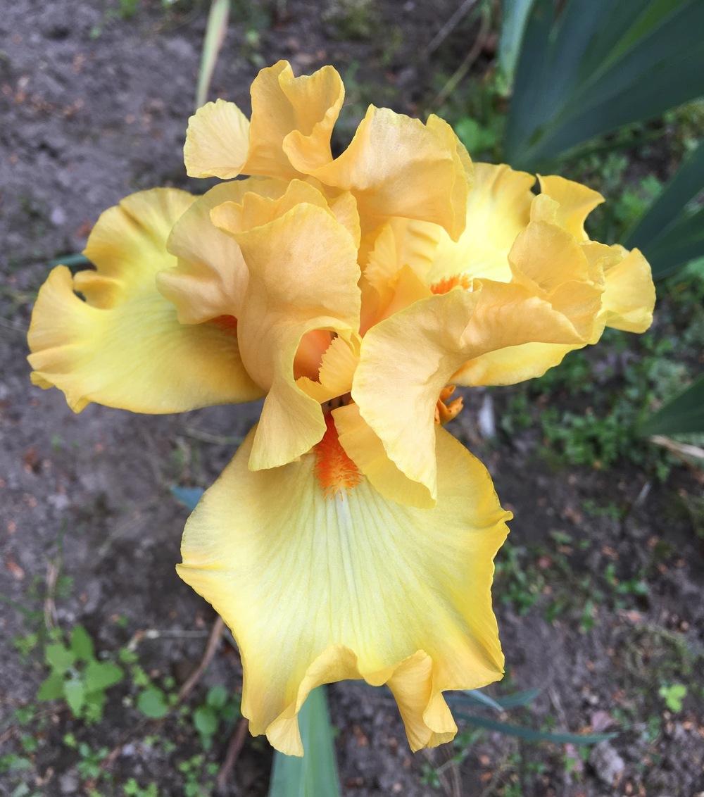 Photo of Tall Bearded Iris (Iris 'Crackling Caldera') uploaded by Lbsmitty