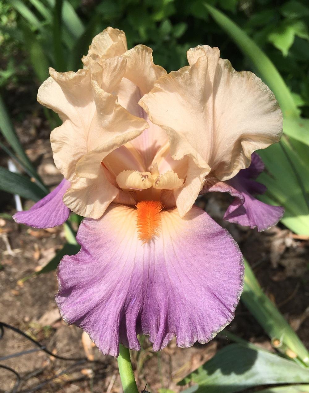 Photo of Tall Bearded Iris (Iris 'Kind Hearted') uploaded by Lbsmitty