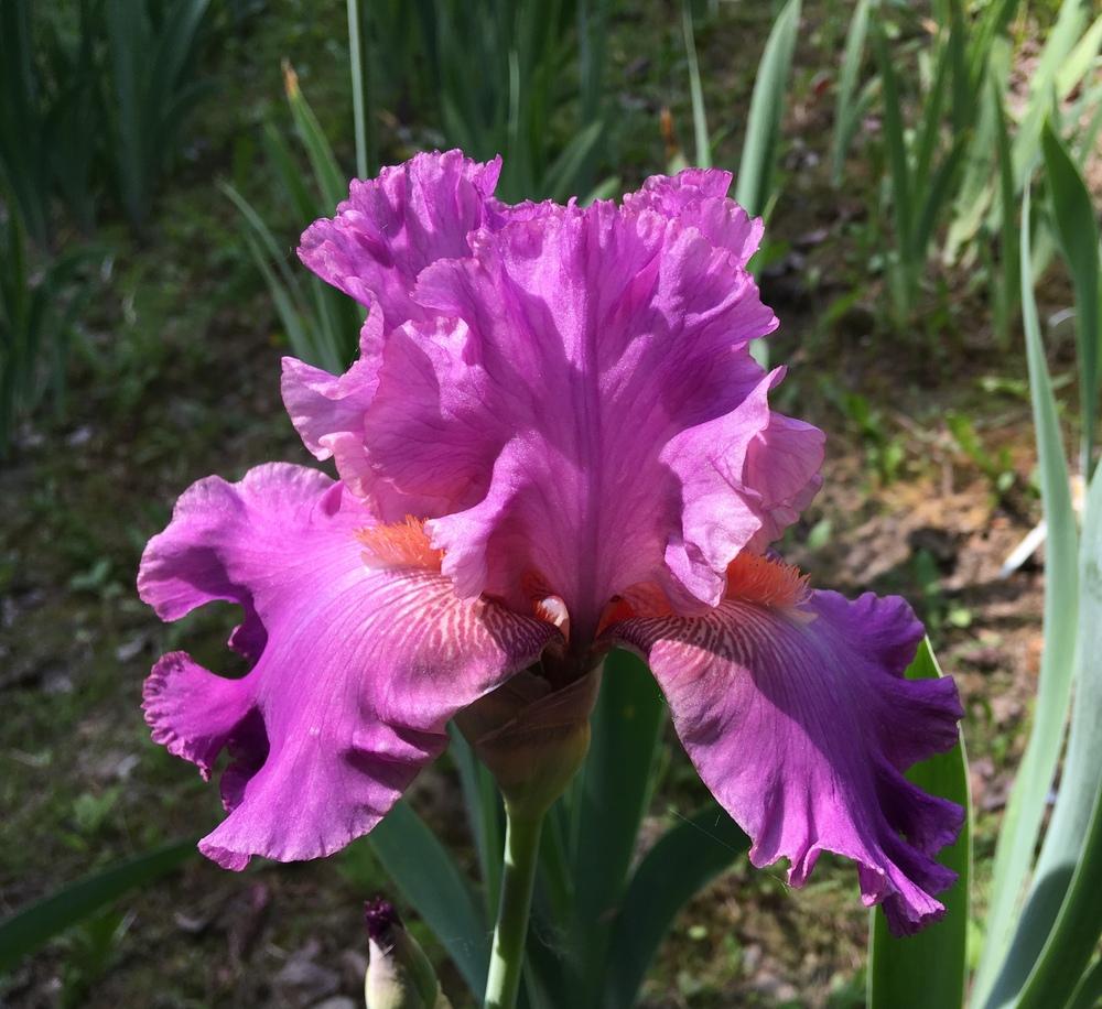 Photo of Tall Bearded Iris (Iris 'Sheer Ecstasy') uploaded by Lbsmitty