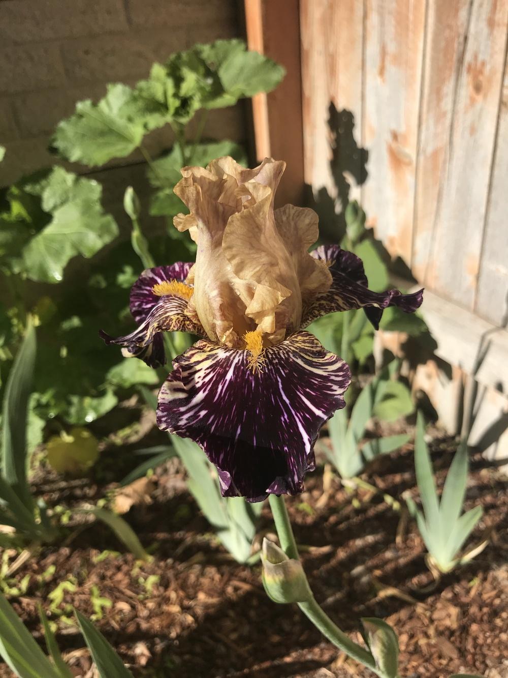 Photo of Tall Bearded Iris (Iris 'Grape Snakez') uploaded by ashleys