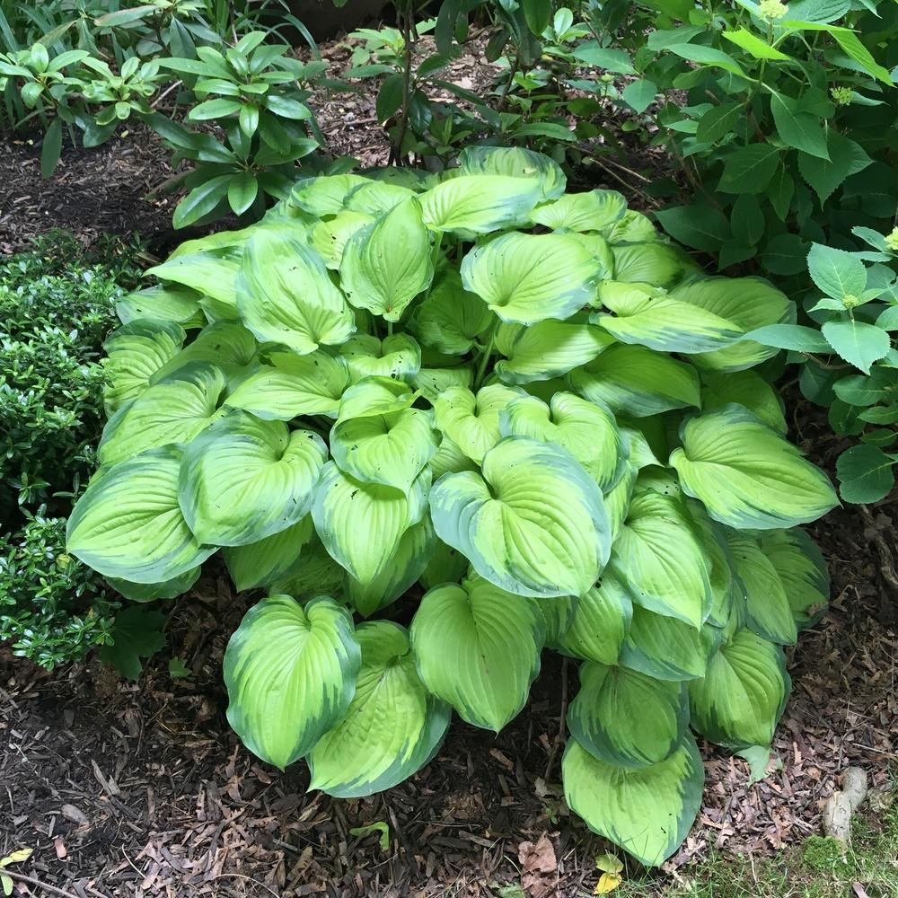 Photo of Hosta 'Old Glory' uploaded by csandt