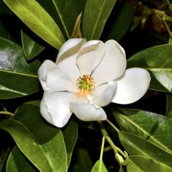 Location: Botanical Gardens of the State of Georgia...Athens, Ga
Date: 2018-06-07
Sweetbay Magnolia 001