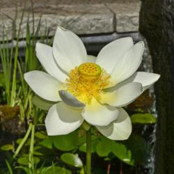 Location: Botanical Gardens of the State of Georgia...Athens, Ga
Date: 2018-06-07
Lotus 015