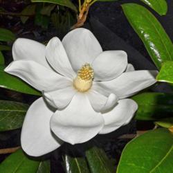 Location: Botanical Gardens of the State of Georgia...Athens, Ga
Date: 2018-06-07
Southern Magnolia - Days Of Glory 002