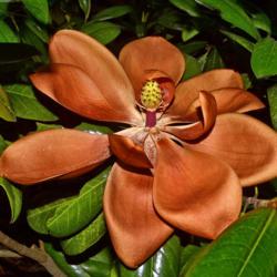 Location: Botanical Gardens of the State of Georgia...Athens, Ga
Date: 2018-06-07
Southern Magnolia - Days Of Glory Past 003