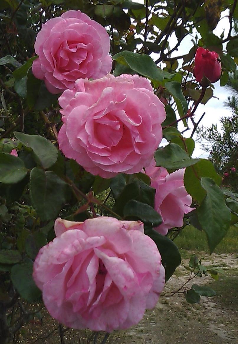 Photo of Rose (Rosa 'Queen Elizabeth') uploaded by manueldalmeida