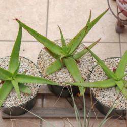 Location: Baja California
Date: 2018-06-05
Aloe spicata x castanea