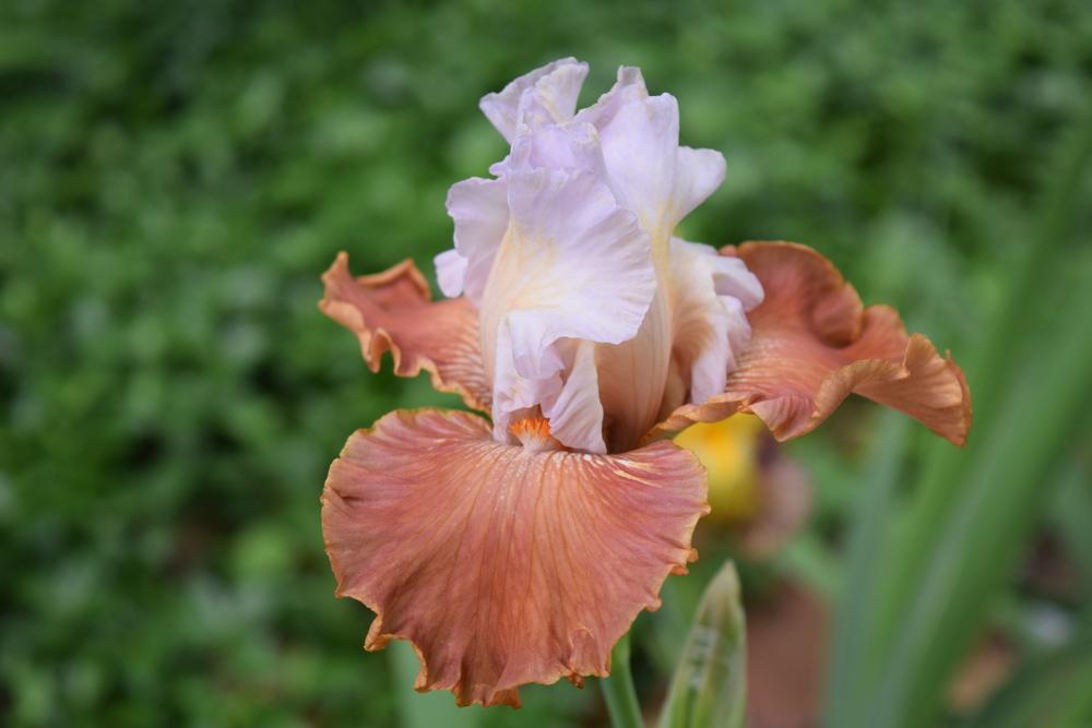 Photo of Border Bearded Iris (Iris 'Timely Kiss') uploaded by Dachsylady86