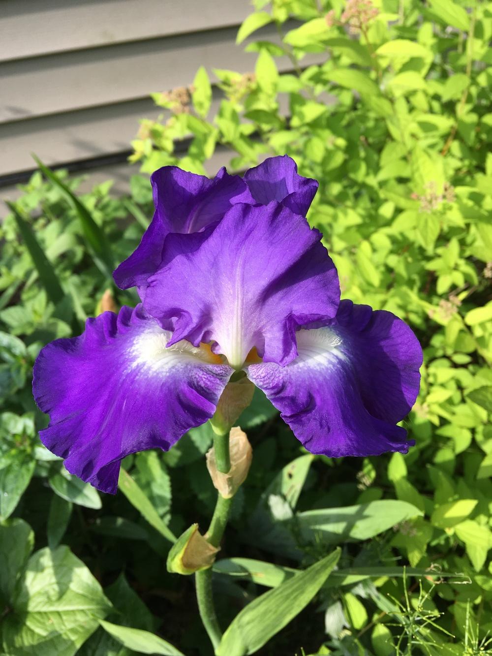 Photo of Tall Bearded Iris (Iris 'City Lights') uploaded by Lbsmitty