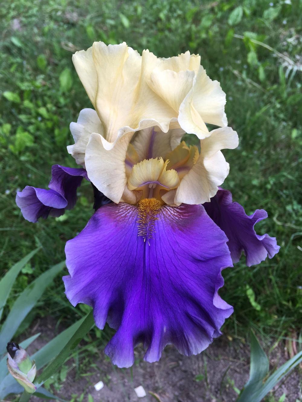 Photo of Tall Bearded Iris (Iris 'Kool Knight') uploaded by Lbsmitty