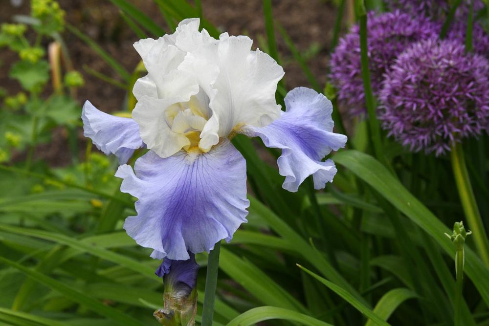 Photo of Tall Bearded Iris (Iris 'Stairway to Heaven') uploaded by cliftoncat
