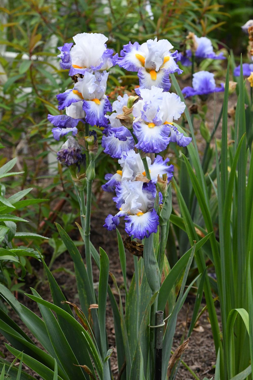 Photo of Tall Bearded Iris (Iris 'Brilliant Idea') uploaded by cliftoncat
