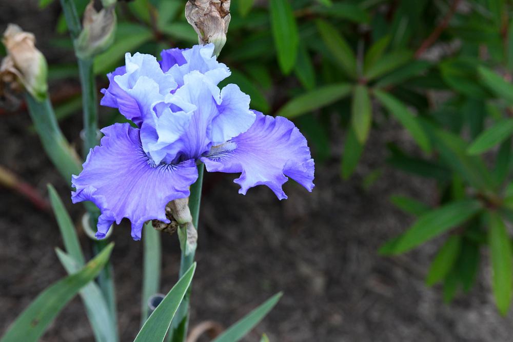 Photo of Tall Bearded Iris (Iris 'Music of the Surf') uploaded by cliftoncat