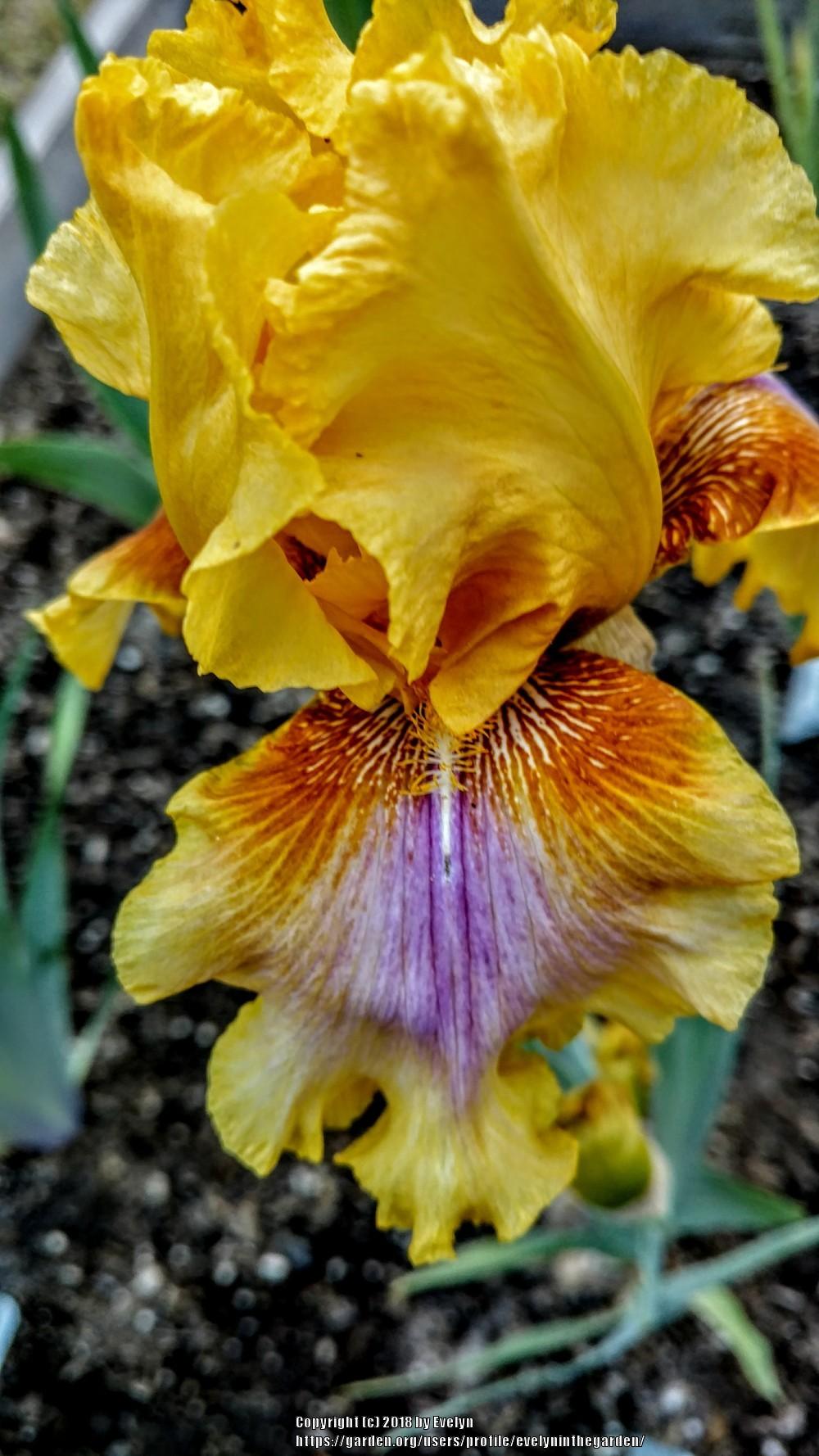 Photo of Tall Bearded Iris (Iris 'Strange Brew') uploaded by evelyninthegarden