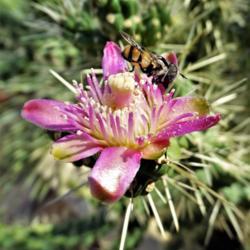 Location: 160 S Bella Vista Dr, Tucson, AZ
Date: 2018-06-07
20180607 Jumpin Cholla Flower