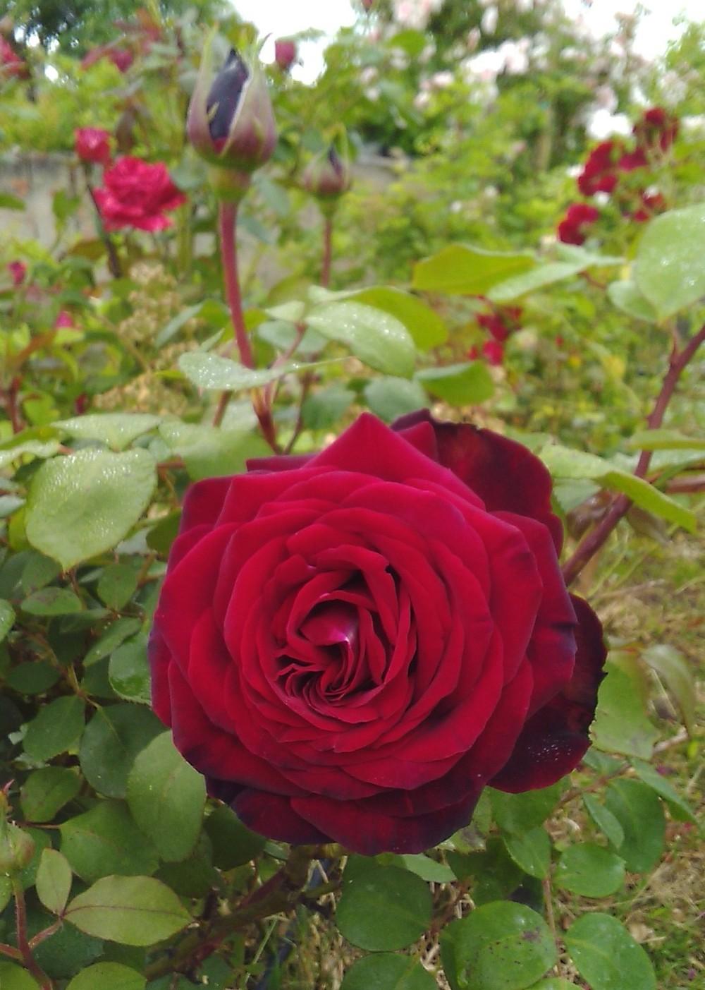 Photo of Hybrid Tea Rose (Rosa 'Mister Lincoln') uploaded by manueldalmeida