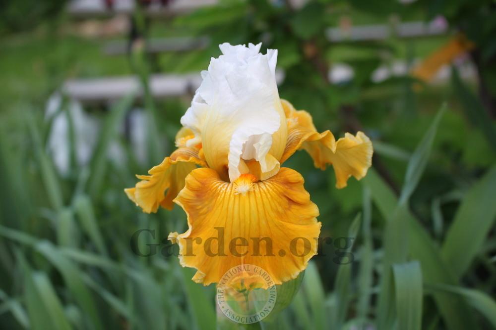 Photo of Tall Bearded Iris (Iris 'Tour de France') uploaded by sgardener