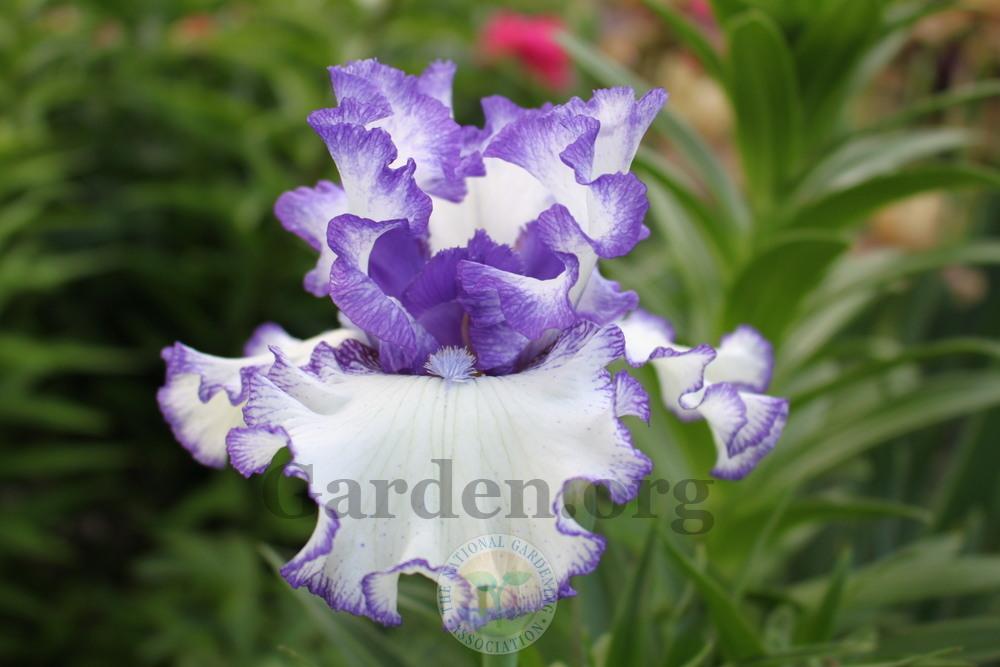 Photo of Border Bearded Iris (Iris 'Orinoco Flow') uploaded by sgardener