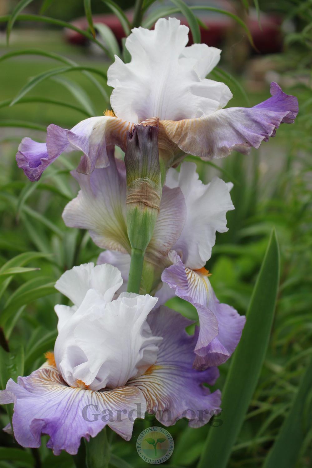 Photo of Tall Bearded Iris (Iris 'Arthouse') uploaded by sgardener