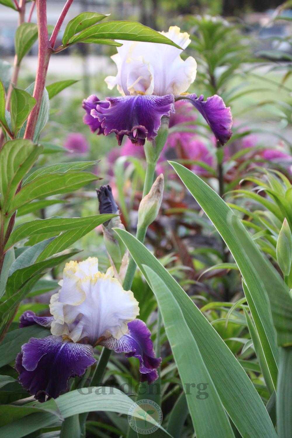 Photo of Tall Bearded Iris (Iris 'Slovak Prince') uploaded by sgardener