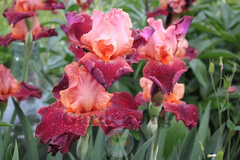 Photo of Tall Bearded Iris (Iris 'Backdraft') uploaded by sgardener