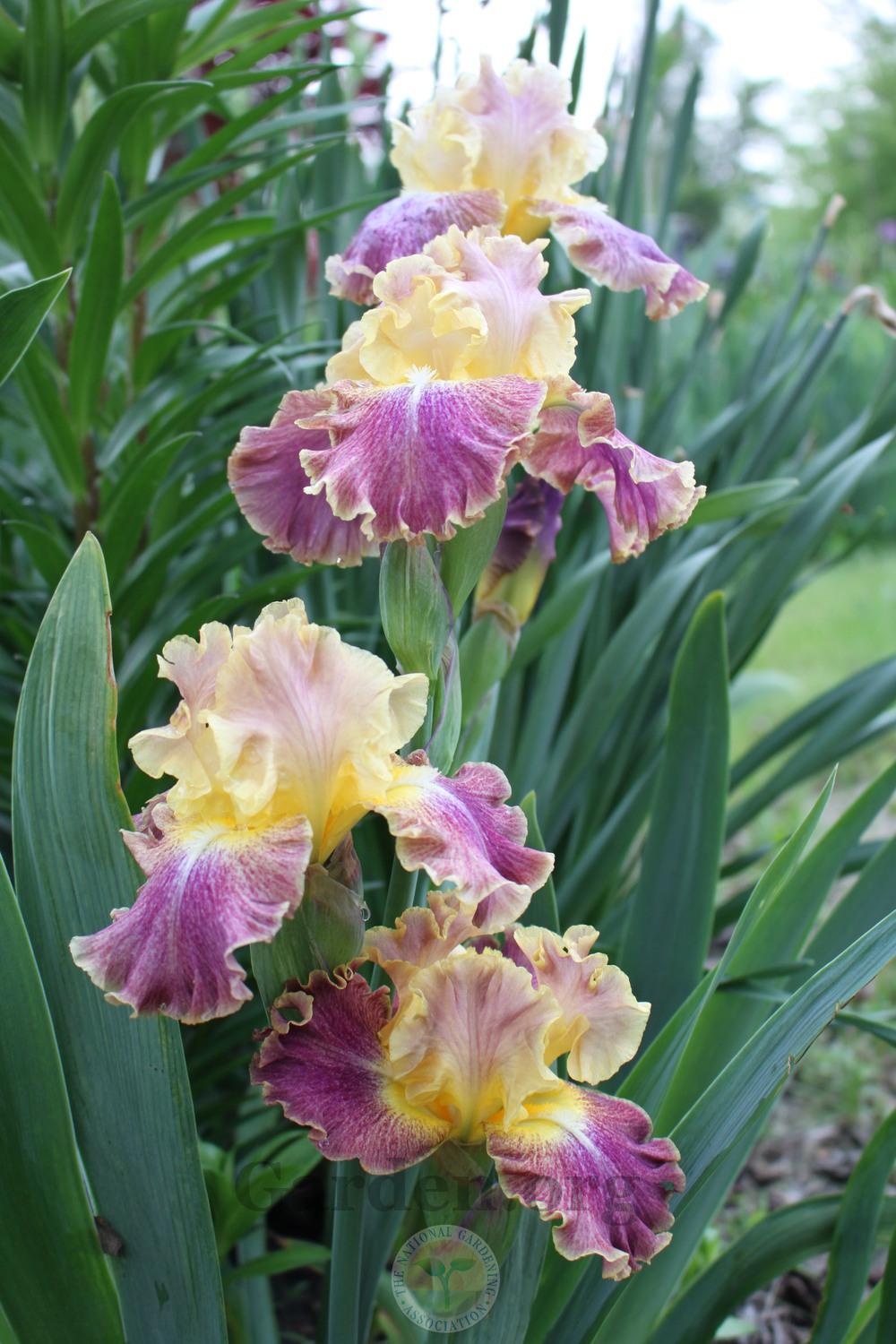 Photo of Tall Bearded Iris (Iris 'High Master') uploaded by sgardener