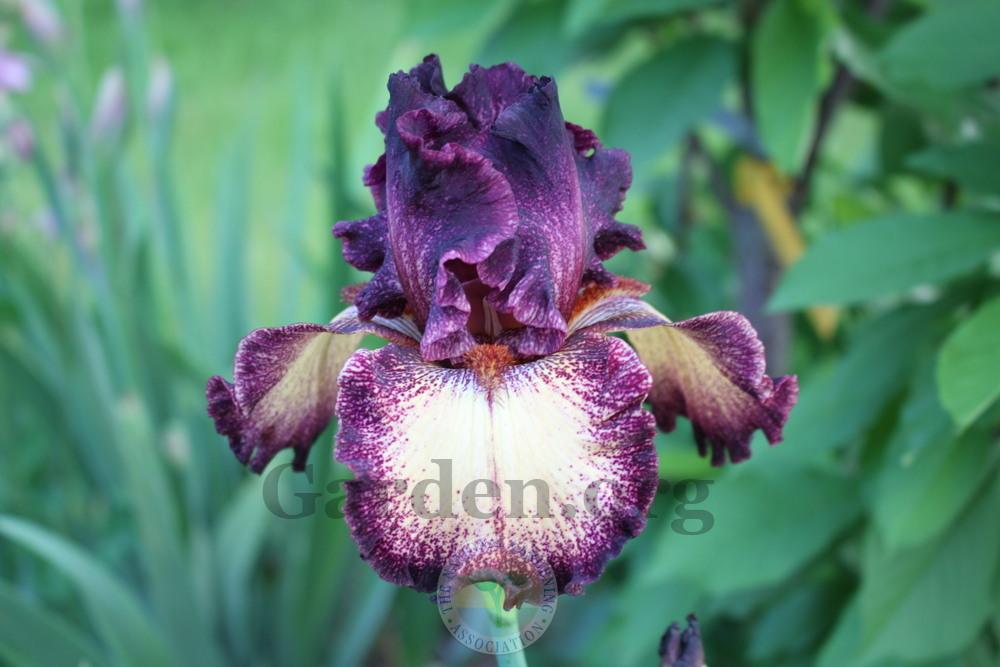 Photo of Tall Bearded Iris (Iris 'Epicenter') uploaded by sgardener