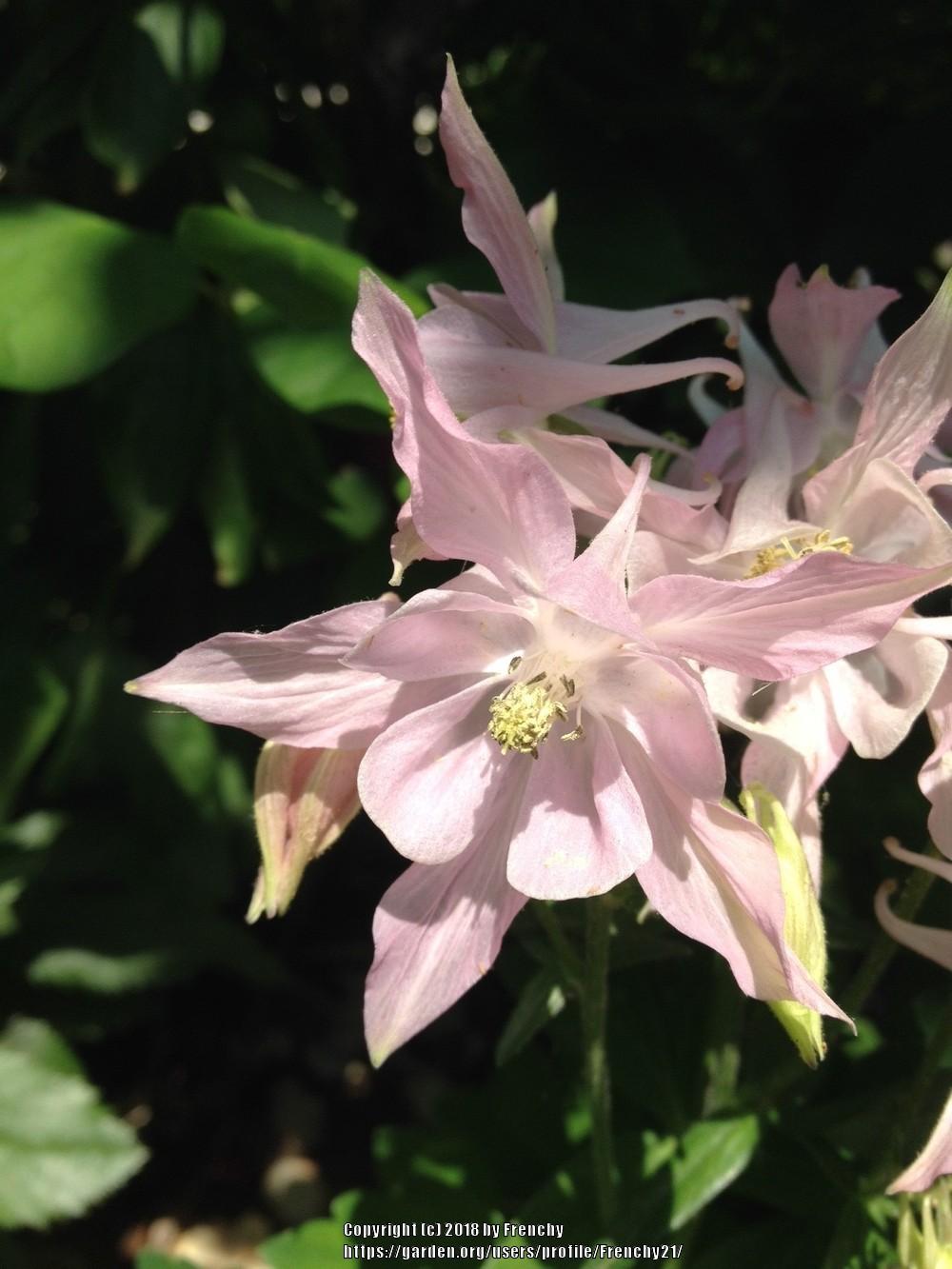 Photo of Columbines (Aquilegia) uploaded by Frenchy21