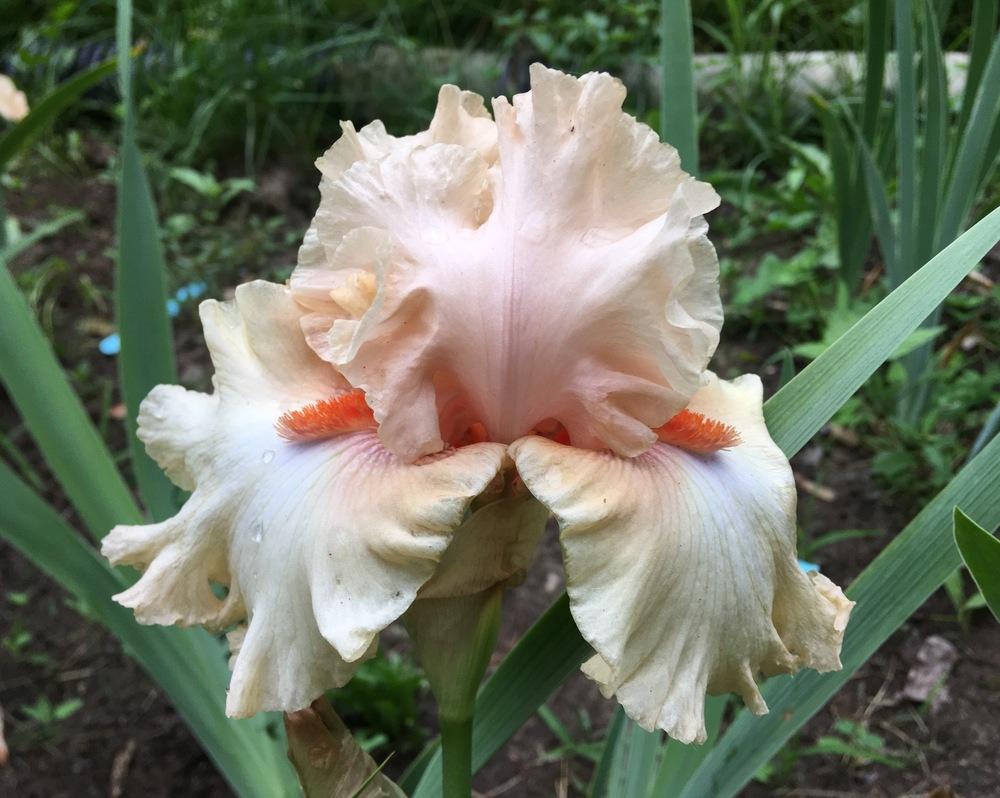 Photo of Tall Bearded Iris (Iris 'Sweet Latté') uploaded by Lbsmitty