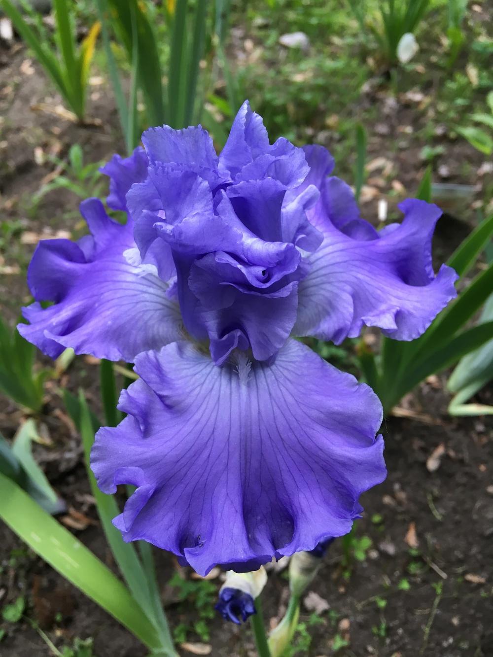 Photo of Tall Bearded Iris (Iris 'Miah Jane') uploaded by Lbsmitty
