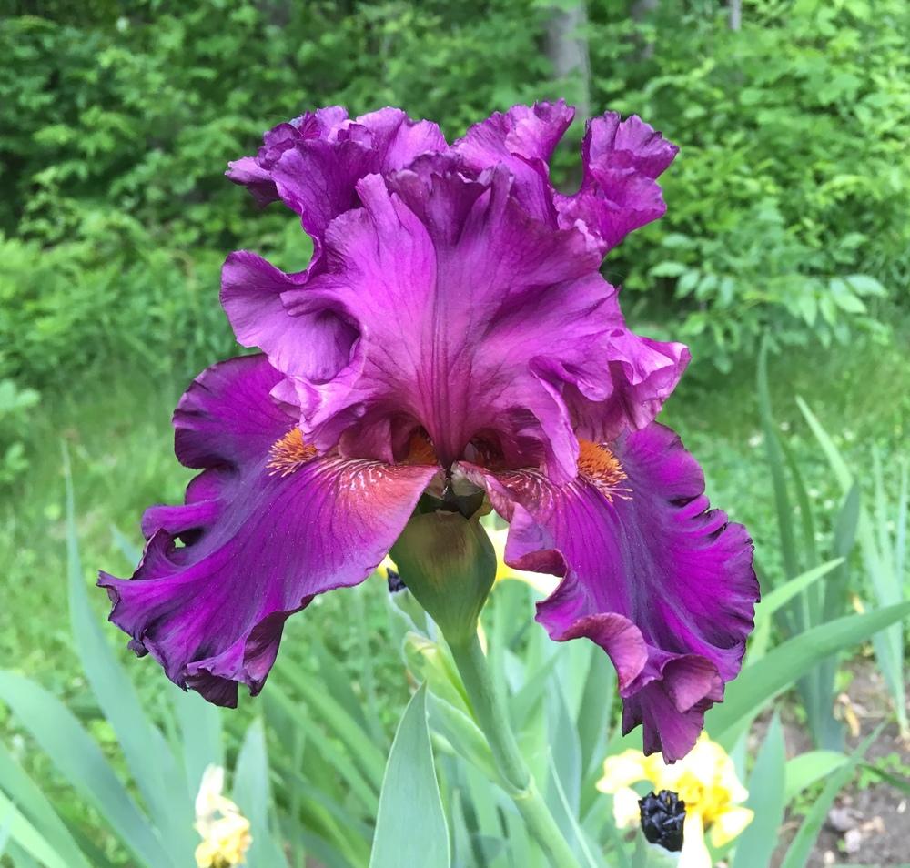 Photo of Tall Bearded Iris (Iris 'Mambo Italiano') uploaded by Lbsmitty