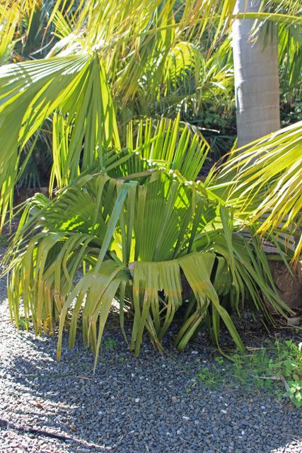 Photo of Cuban Petticoat Palm (Copernicia macroglossa) uploaded by RuuddeBlock