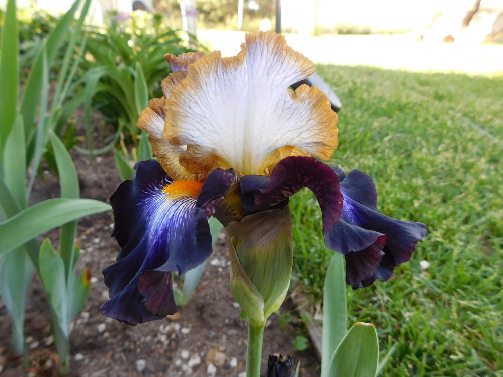Photo of Tall Bearded Iris (Iris 'Mixed Signals') uploaded by bramedog