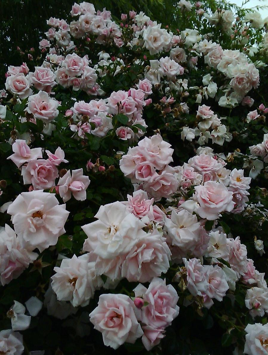 Photo of Rose (Rosa 'New Dawn') uploaded by manueldalmeida