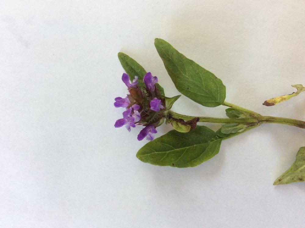 Photo of Self-heal (Prunella vulgaris) uploaded by sooby